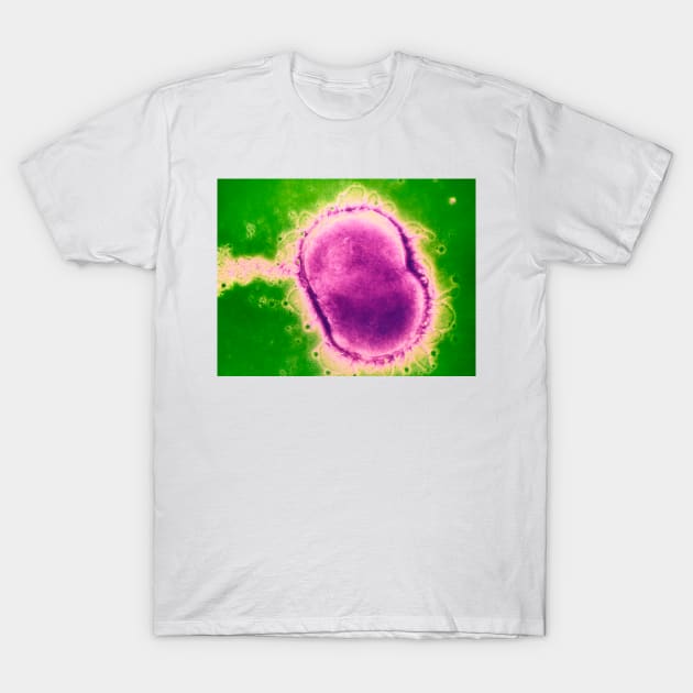 Neisseria meningitidis bacterium (B220/0582) T-Shirt by SciencePhoto